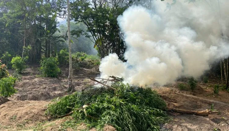 Polícia Militar destrói 4,5 mil pés de maconha em operação nos municípios de Centro Novo e Centro do Guilherme