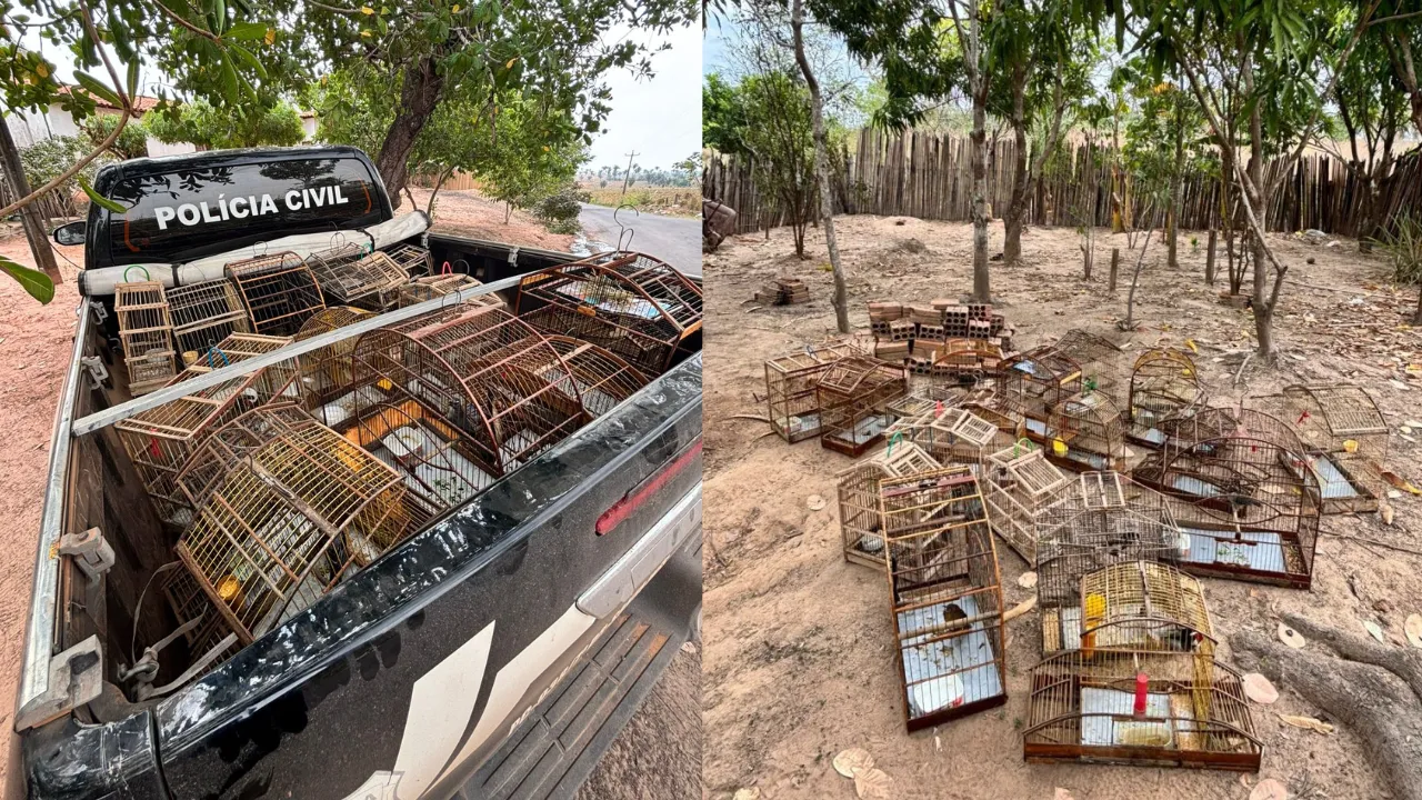 Polícia Civil do Maranhão apreende 35 aves silvestres e armas em operação contra crimes ambientais; um preso