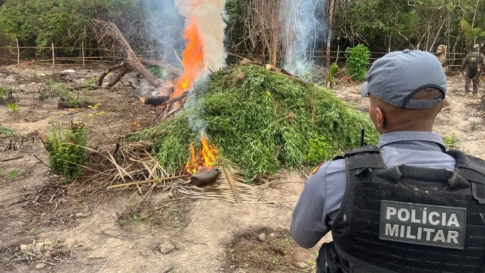 PM localiza e destrói mais de 5 mil pés de maconha no Maranhão