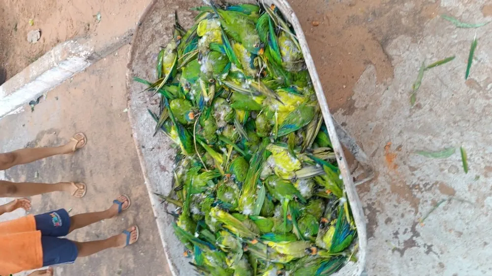 Queda de árvore em Lajeado Novo (MA) mata centenas de aves silvestres